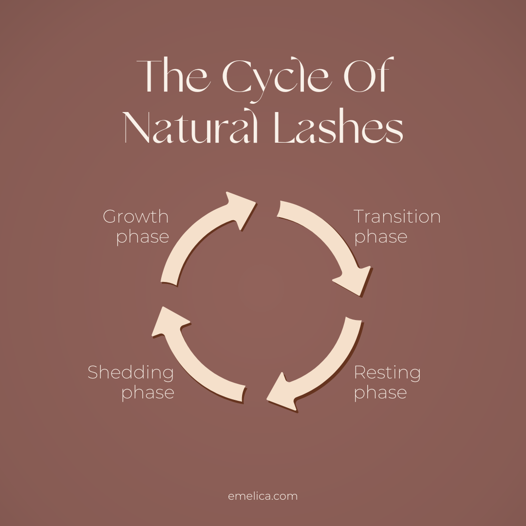 The Lash Growth Cycle: How It Affects Your Lash Health