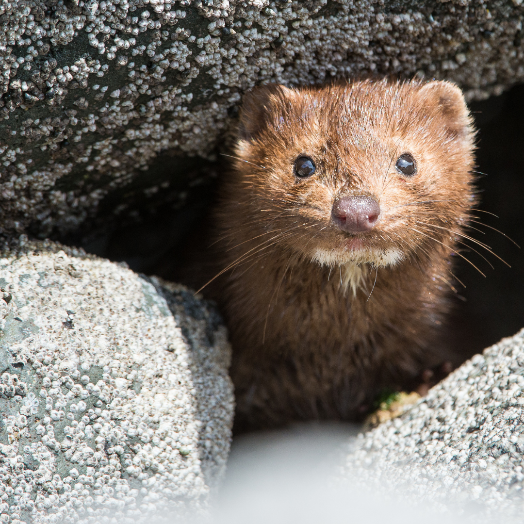 Synthetic vs. Mink False Lashes: Be Kind to Animals